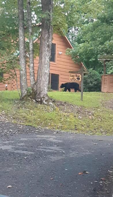 Lazy Bear Cabin Сев'єрвілл Екстер'єр фото